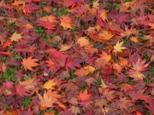 Attribution: Donna Cameron