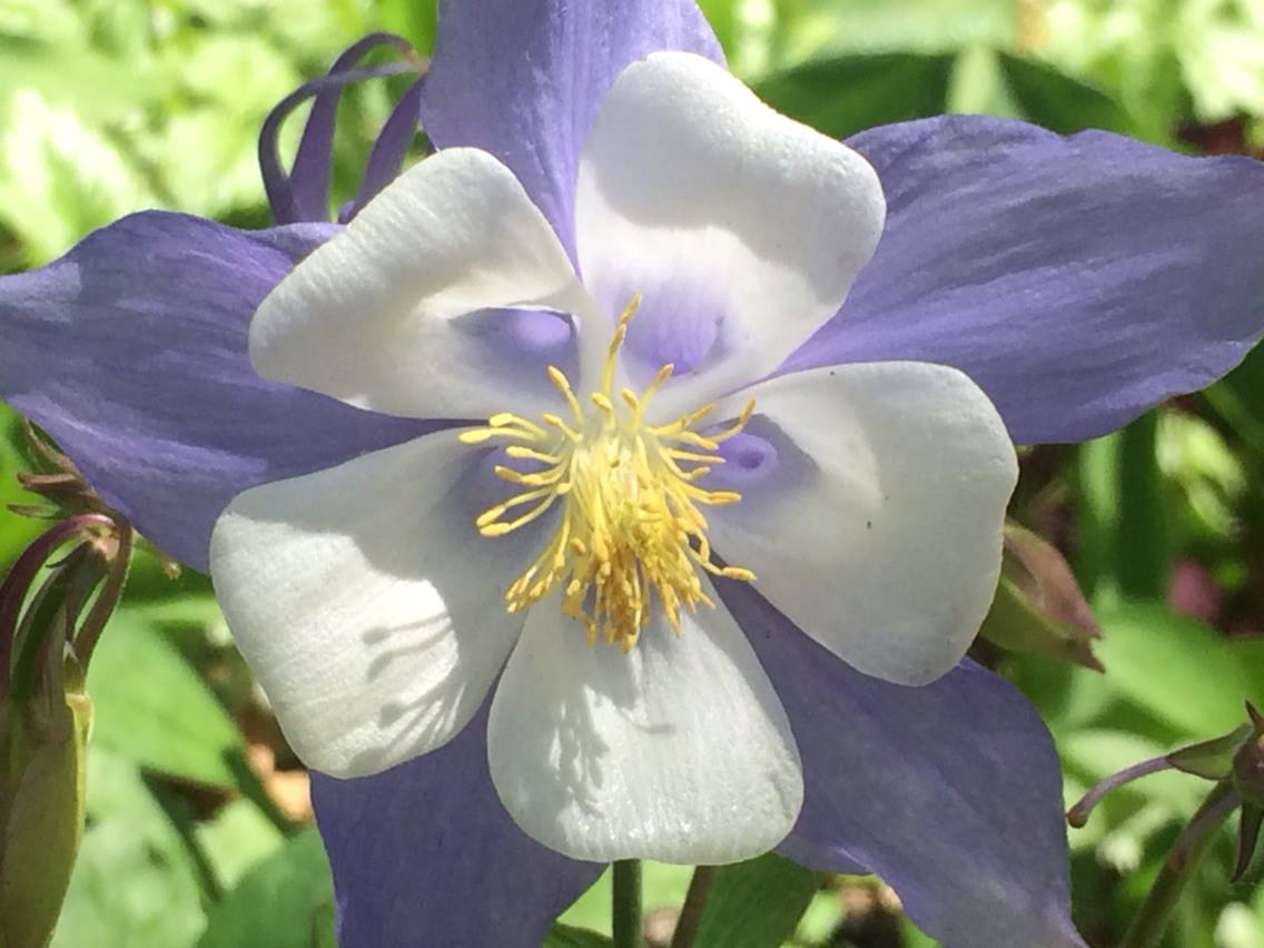 Harper Columbine 5-31-14