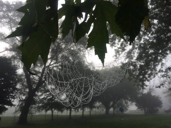 Spider web South Shore 8-23-14