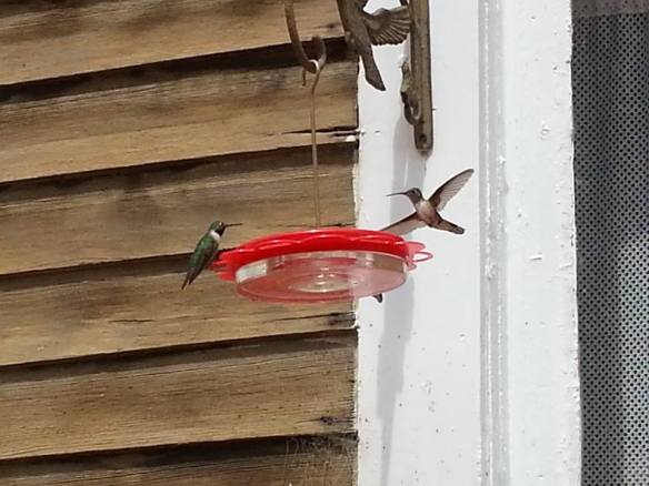 KT St Elmo hummingbirds 8-17